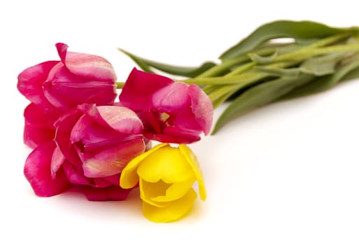 Bouquet of beautiful spring tulips on white background