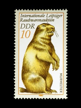 Marmot on stamp from East Germany isolated in black