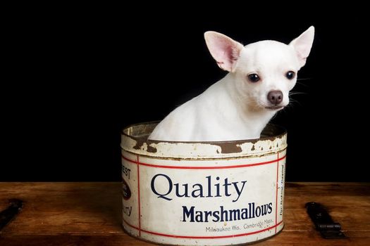 A white chihuahua posing for the camera