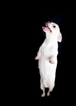 A chihuahua begging with copy space.