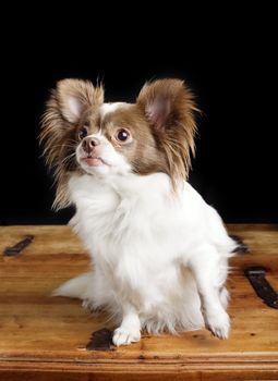 A chihuahua posing for the camera