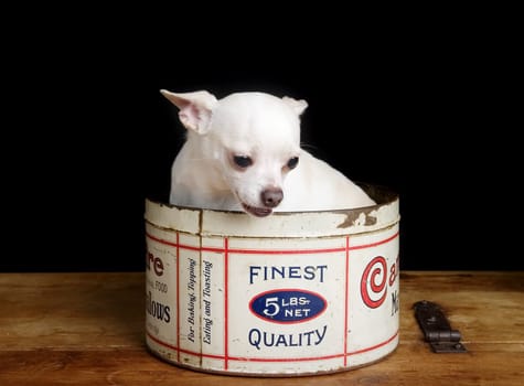 A chihuahua posing for the camera