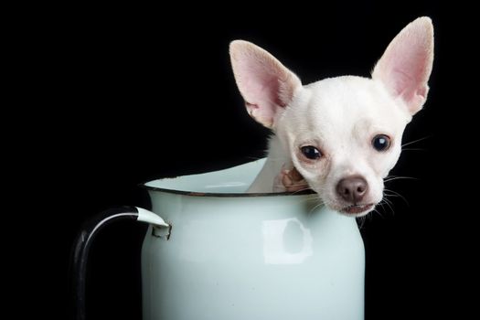 A chihuahua posing for the camera