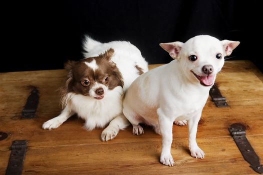 A soon-to-be father Chihuahua sitting beside a sceptical pregnant soon-to-be mother chihuahua