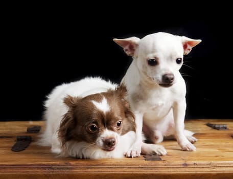 A chihuahua couple posing for the camera