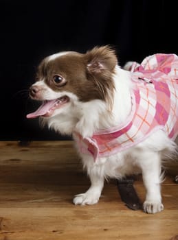 A chihuahua posing for the camera