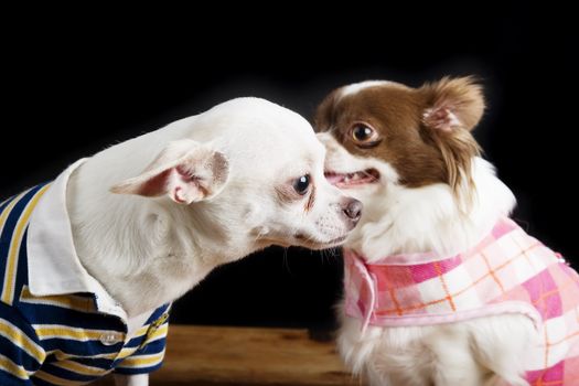 A chihuahua telling a secret to another.