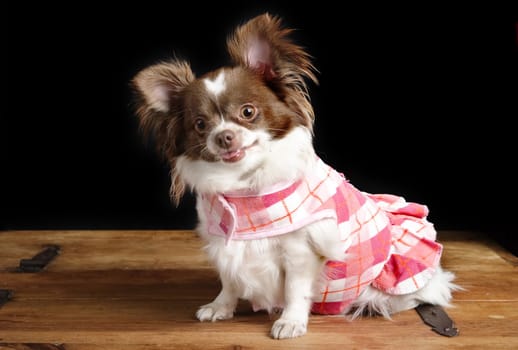 A chihuahua posing for the camera