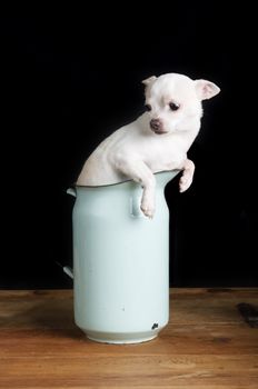 A chihuahua looking worried.