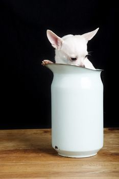 A shy chihuahua hiding in a pitcher.