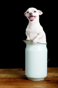 A wind blown chihuahua in a pitcher.