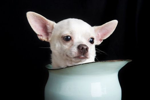 A thoughtful chihuahua.