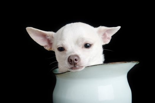 A chihuahua looking sad.