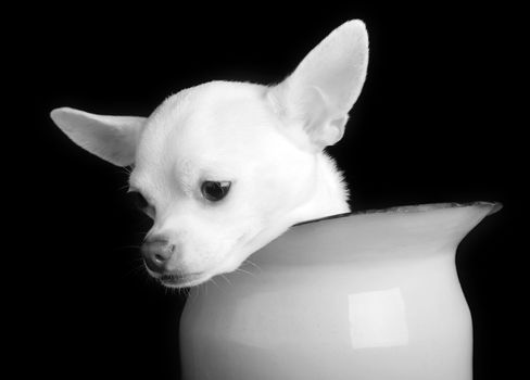 A small chihuahua showing sorrow in black and white