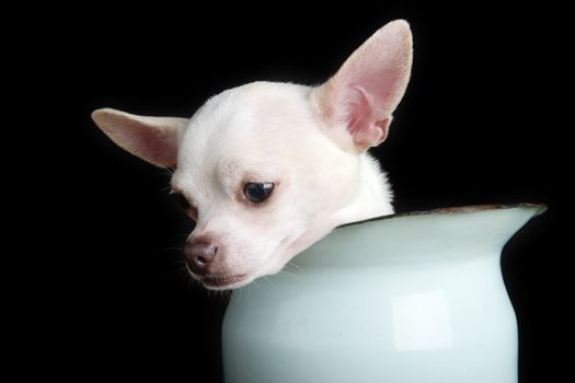 A small chihuahua showing sorrow.