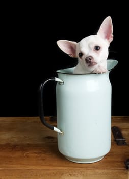 A sad chihuahua posing for the camera