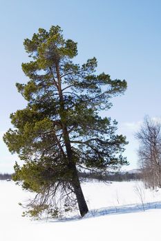 An evergreen tree on a winter landscape.