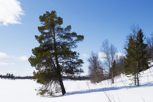 An evergreen tree on a winter landscape.