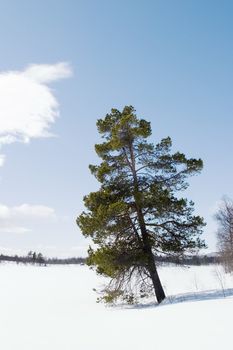 An evergreen tree on a winter landscape.