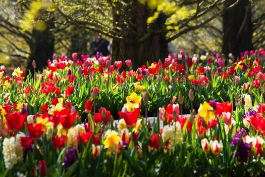 Springtime in the park in april with lots of colorful flowers