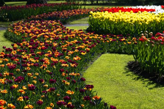 Tulips in many beautiful colors in spring in park