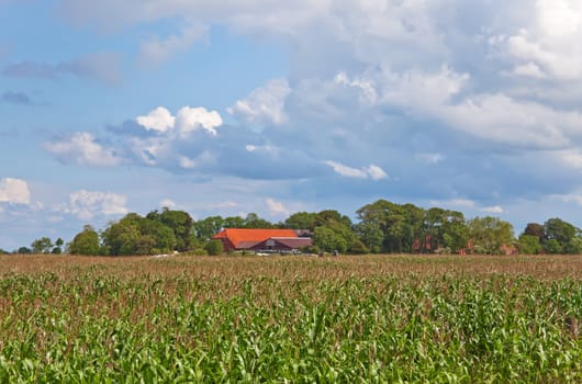 This image shows a cornfield with farm in Northern Germany