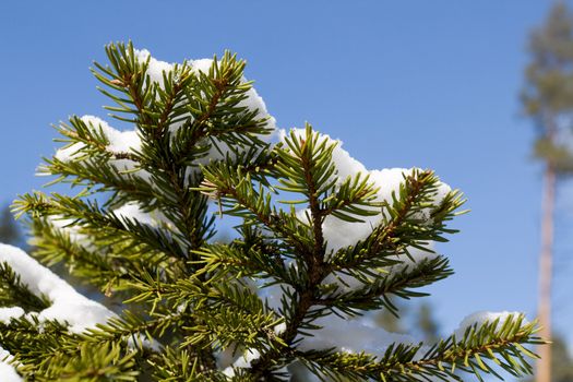 White snow on fir tree branch. Blue sky in background