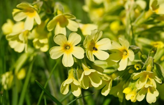 This image shows a macro from a little Cowslip bloom with a little bug