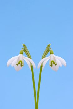 This image shows two isolated snowdrop with sky