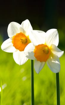 This image shows a macro from two white daffodil