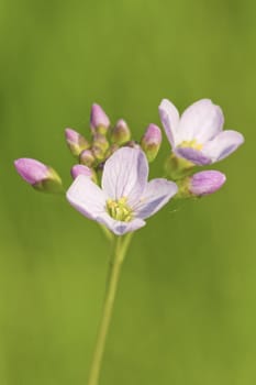 This image shows a macro from a cuckoo flower