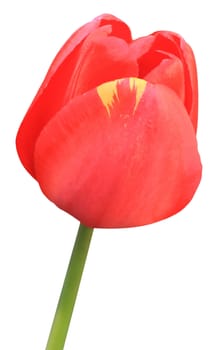 This image shows a isolated tulip