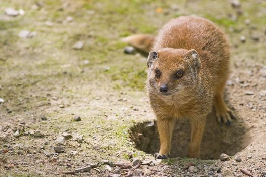 yellow mongoose lives on grasslands in Africa