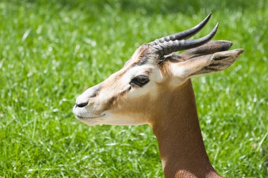 Mhorr gazella resting on a sunny day and looking curious