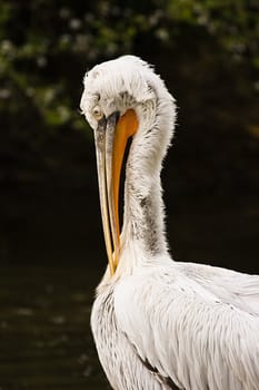 pelican making toilet in the morning sun