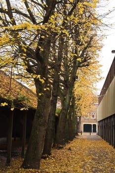 Urban view with old buildings and autumn trees