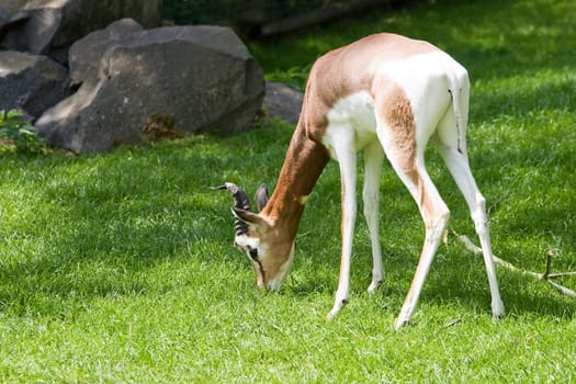 Mhorr gazella eating grass in the sun