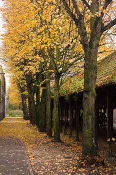 Autumn urban view with trees and old buildings