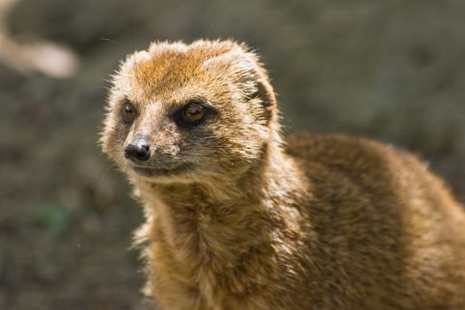 yellow mongoose lives on grasslands in Africa