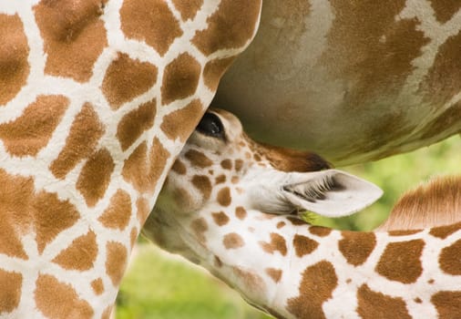 Baby giraffe drinking milk by his mother