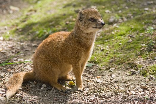 yellow mongoose lives on grasslands in Africa