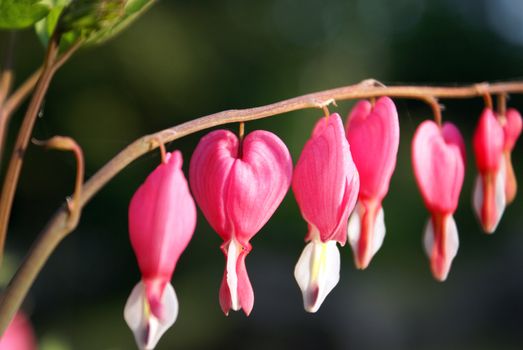 A closeup shot of a bleeding heart flowering plant.