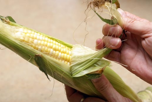 A woman husks an ear of fresh corn on the cob.