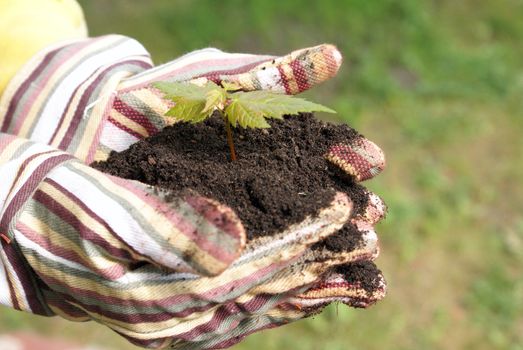 A gardener protects the new life of a tree in the palm of her hands.