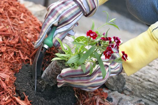 A gardener plants some flowers in the dirt.