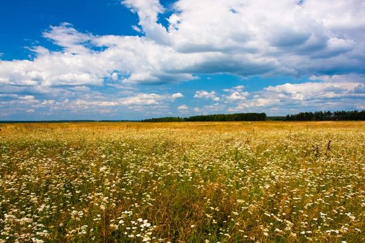 Yellow field and blue sky