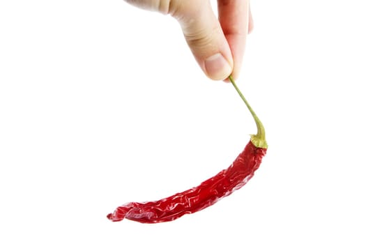 A dry red hot chilli pepper isolated on white with clipping path.