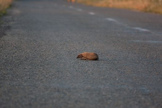 Little Hedgehog crossing the road.