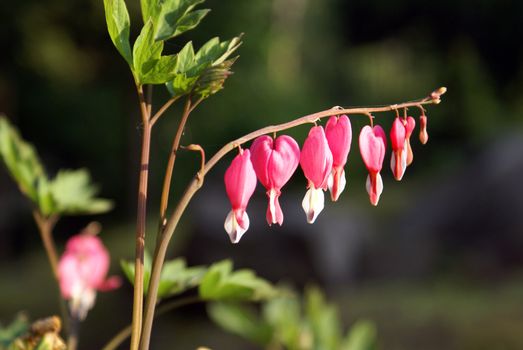 A closeup shot of a bleeding heart flowering plant.