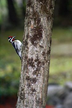 A woodpecker is perched on the side of a tree to peck is way through hunger.
